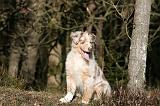 BERGER AUSTRALIEN PUPPIES 637